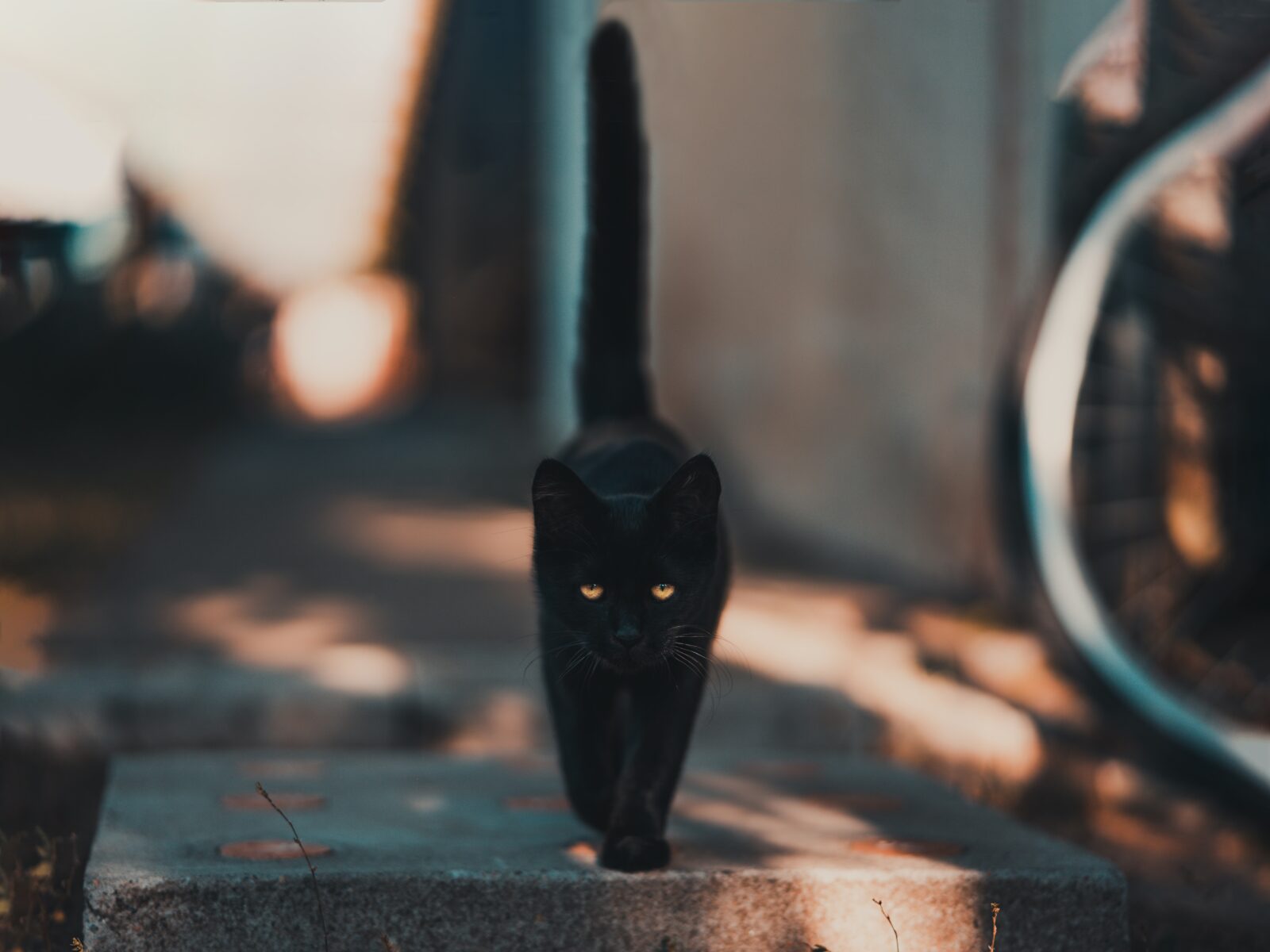 Black Cat - Bad Luck